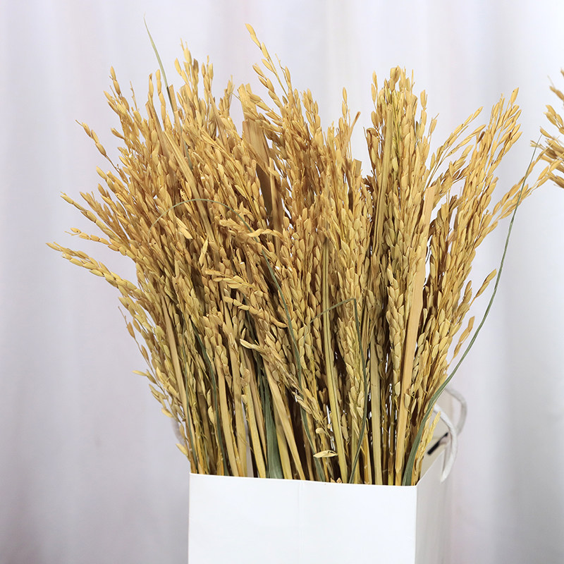 真水稻穗干花 摆设艺术真实水稻 会展拍摄道具成熟杆麦穗复古装饰
