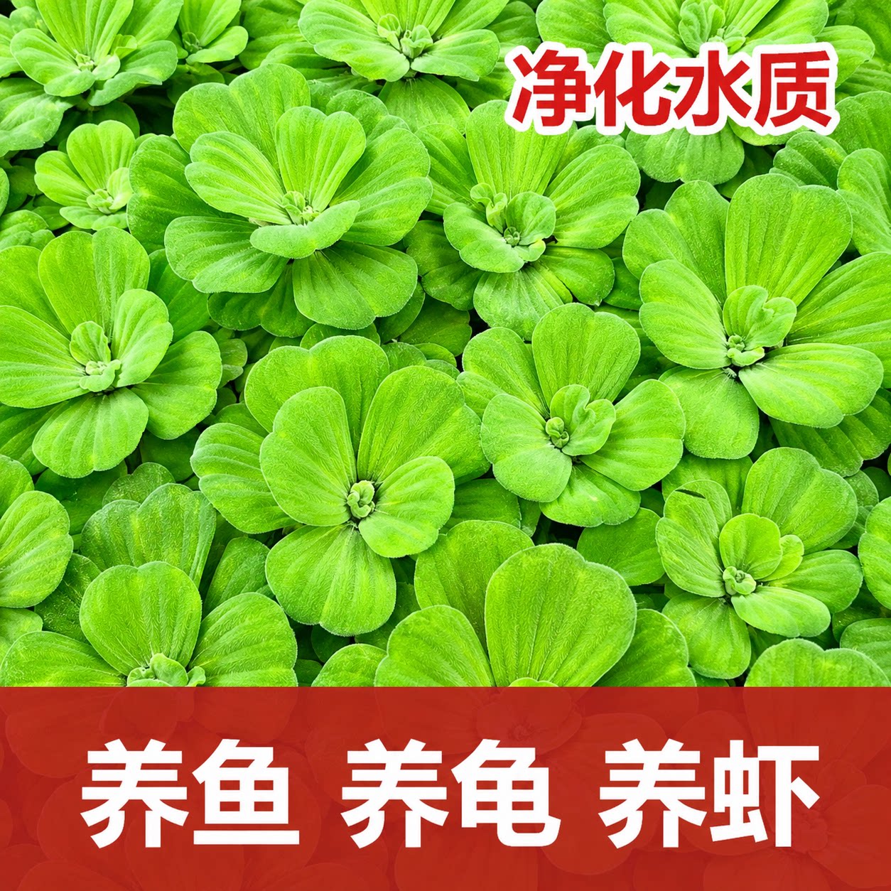 水芙蓉鱼缸龟缸净水造景活体水草