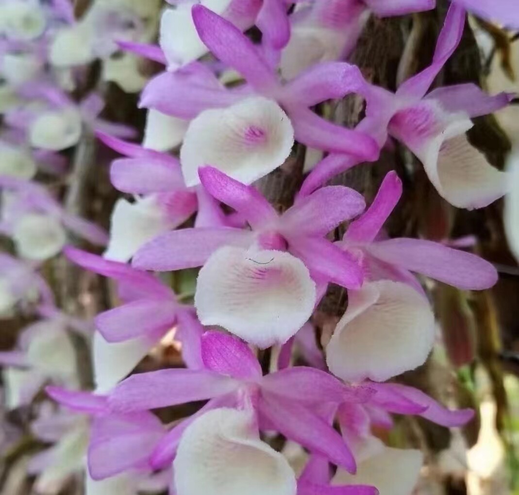 云南报春蜻蜓缅甸金钗石斛1到2年名贵盆栽好养护易开花观赏附生兰