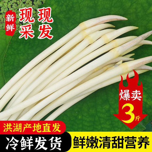 湖北特产洪湖新鲜藕带3斤时令蔬菜鲜藕带新鲜现摘藕尖藕芽小藕尖