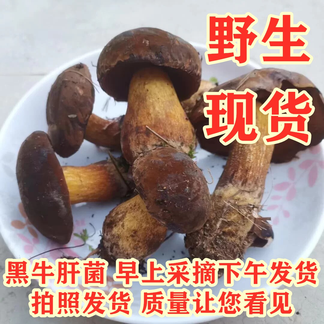云南野生菌见手青变色网红菌子