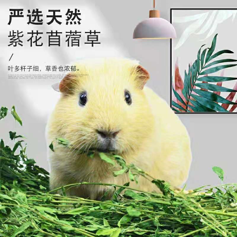 宠爱21苜蓿草紫花苜蓿草饲料幼兔兔子草龙猫草荷兰猪草牧草兔粮苜 什么价格 图片 怎么样搭配好 品牌牌子推荐排行榜 捡券吧 宠爱21苜蓿草紫花苜蓿草饲料幼兔兔子草龙猫草荷兰猪草牧草兔粮苜 什么价格 图片 怎么样搭配好 品牌牌子推荐排行榜 捡券吧