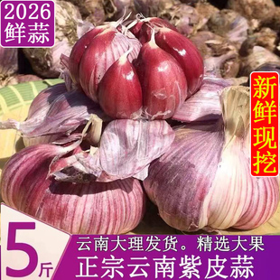 云南新鲜紫皮大蒜现挖现发湿蒜泡糖醋蒜红皮香蒜新鲜蔬菜 特大果