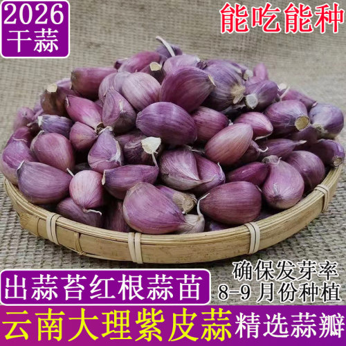紫皮蒜瓣大蒜种子红皮香蒜能吃种