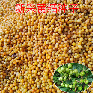 正宗药材黄精种子鸡头黄精多花老虎姜黄精鸡爪参爪子参滇黄精种子