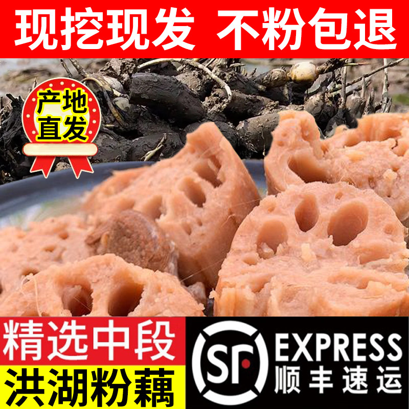 新鲜洪湖粉藕5斤当季粉藕时令蔬菜湖北特产现挖煨汤莲藕顺丰包邮,水产肉类/新鲜蔬果/熟食,莲藕,淘宝优惠券,粉丝福利购,淘宝优惠卷