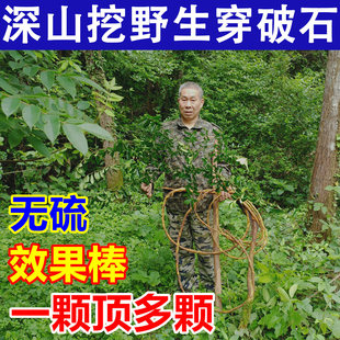 (老猎人)深山野生穿破石根人字草天然九层皮山荔枝构棘根中药材
