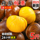 2025年丹东板栗新鲜生栗子5斤大果糖炒毛板栗仁油锥栗整箱 包邮