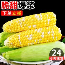云南金银水果玉米10斤新鲜当季蔬菜生吃甜糯玉米棒子粘苞谷5包邮