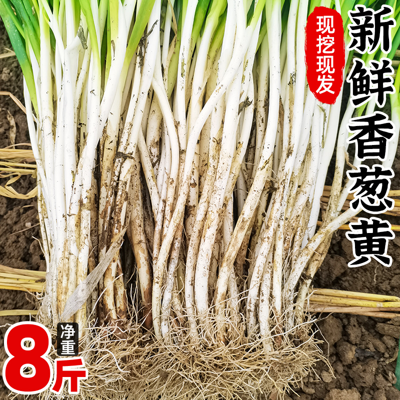 四川新鲜香葱黄8斤当季时令蔬菜农家自种现挖小香葱嫩葱整箱5包邮怎么样,好用不?