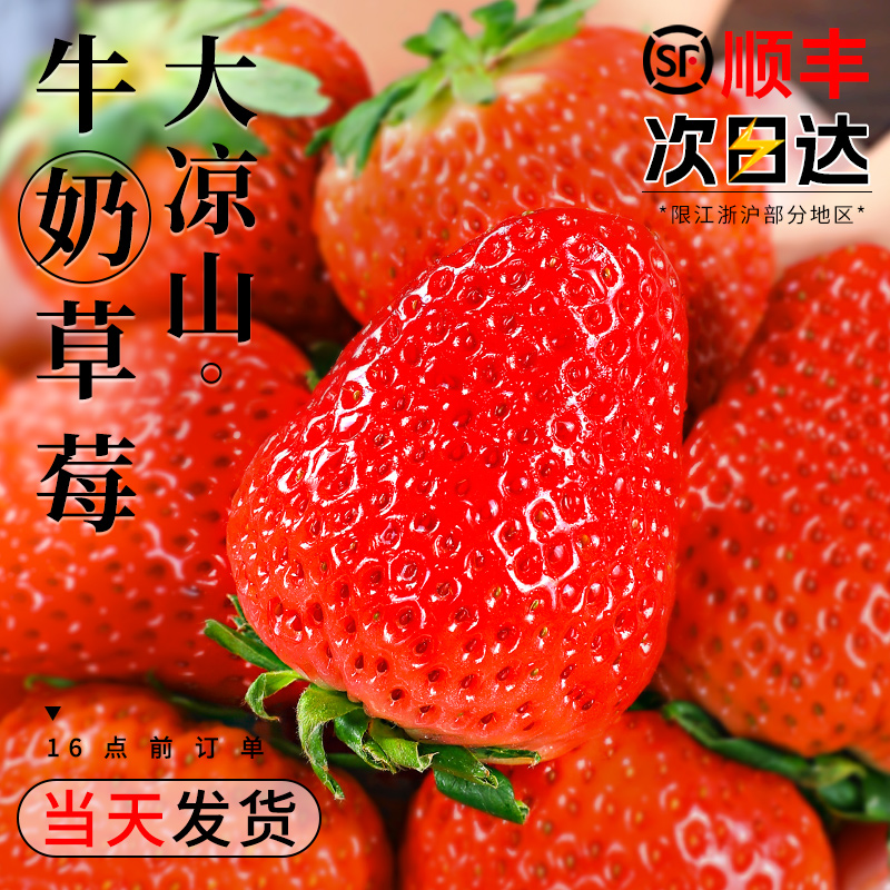 大凉山牛奶草莓精选大果香甜！