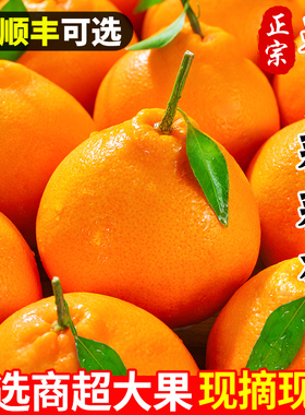 四川春见耙耙柑正宗新鲜水果当季丑粑粑八怪桔不橘子知火整箱包邮