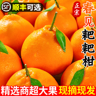 四川春见耙耙柑正宗新鲜水果当季丑粑粑八怪桔不橘子知火整箱包邮