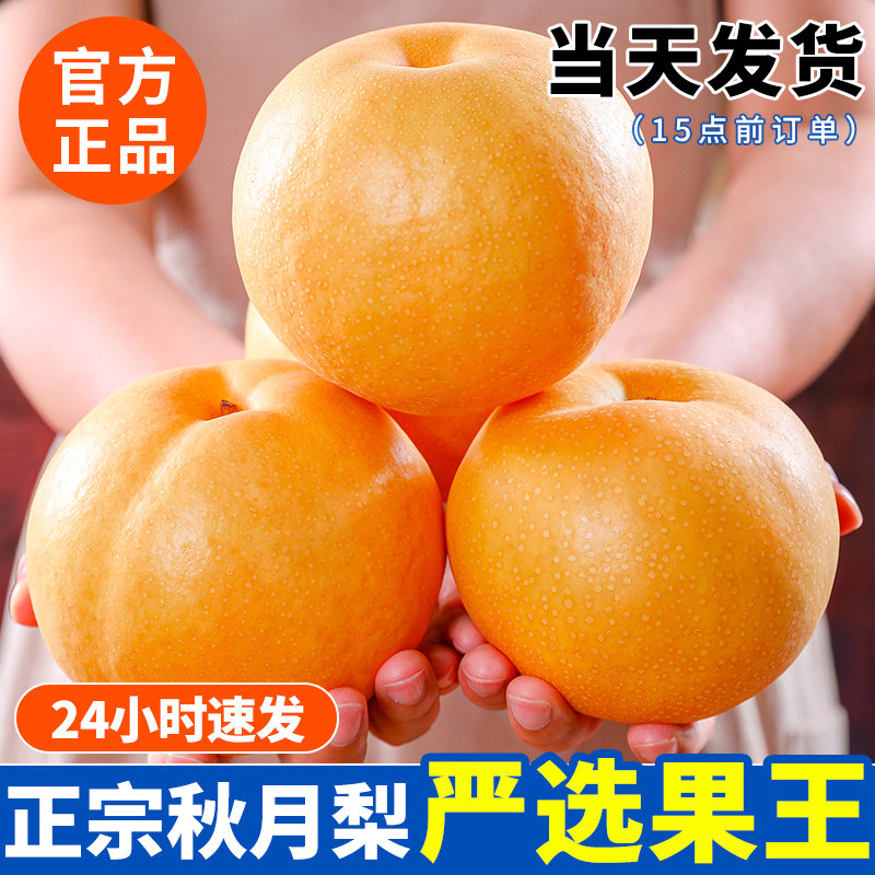秋月梨正宗山东新鲜梨子水果当季整箱包邮莱阳蜜梨大果冰糖雪梨子