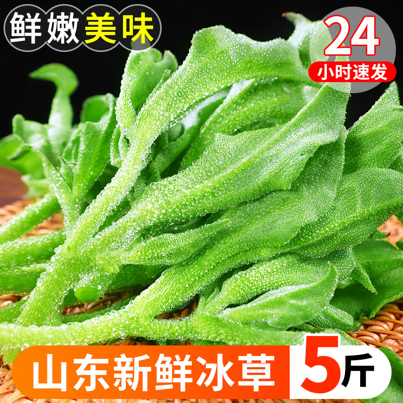 新鲜现摘冰草当季沙拉蔬菜火锅菜