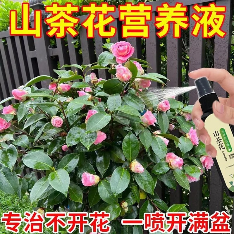 【常开整年】山茶花营养液茶花专用肥防黄叶干枯落雷家庭园艺肥料