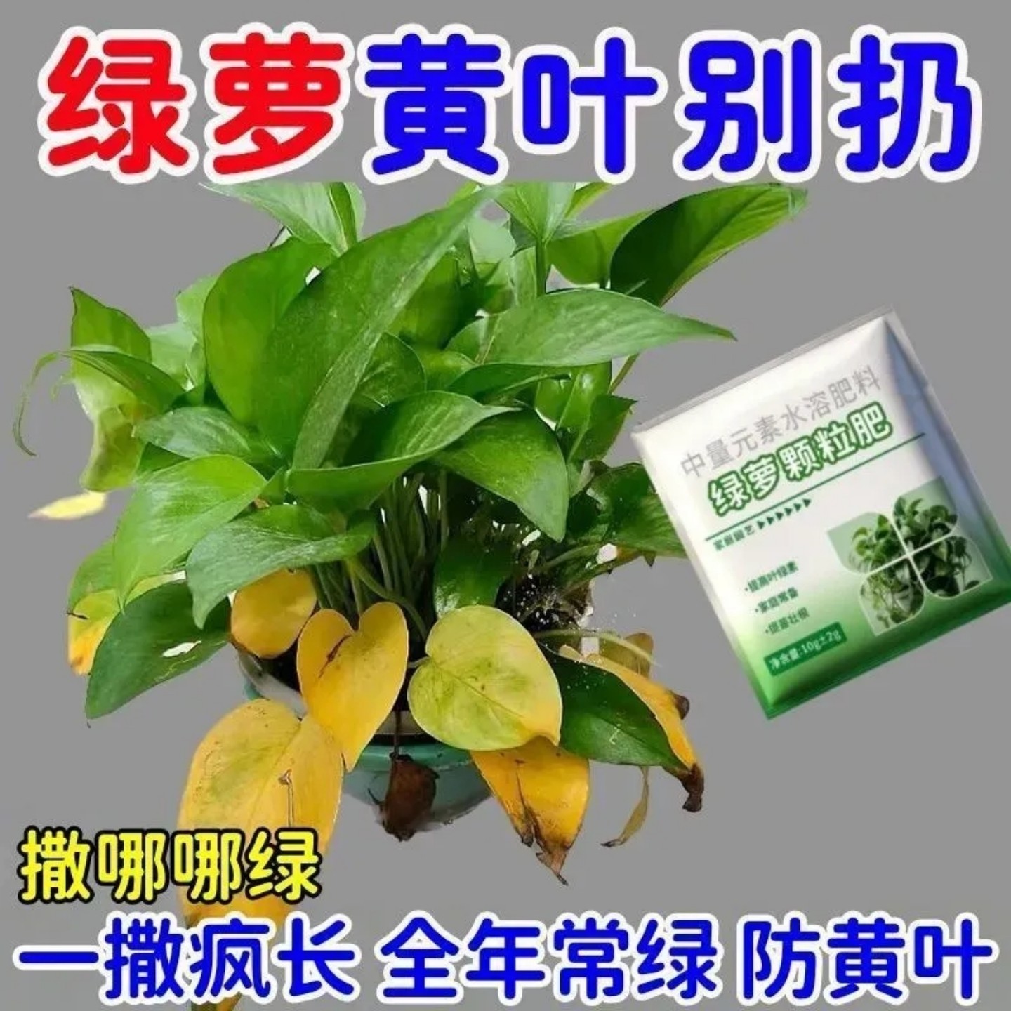 绿萝盆栽营养液颗粒肥防黄叶