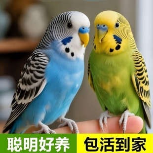 可爱虎皮云斑鹦鹉情侣包活到家小型宠物鸟活鸟可教说话可繁殖包邮