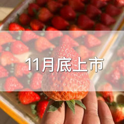 【丹东草莓】现摘现发当季新鲜水果奶油九九草莓红颜草莓顺丰包邮