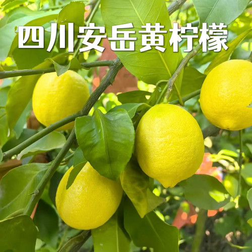 【四川安岳黄柠檬】新鲜水果薄皮多汁柠檬水果新鲜现摘黄柠檬
