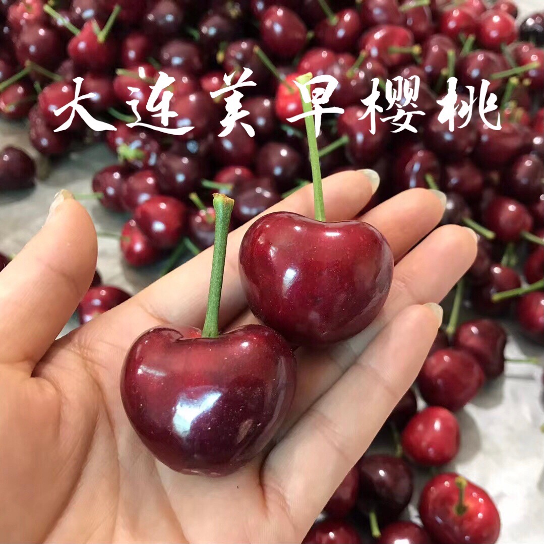 新鲜国产现摘现发顺丰美早樱桃