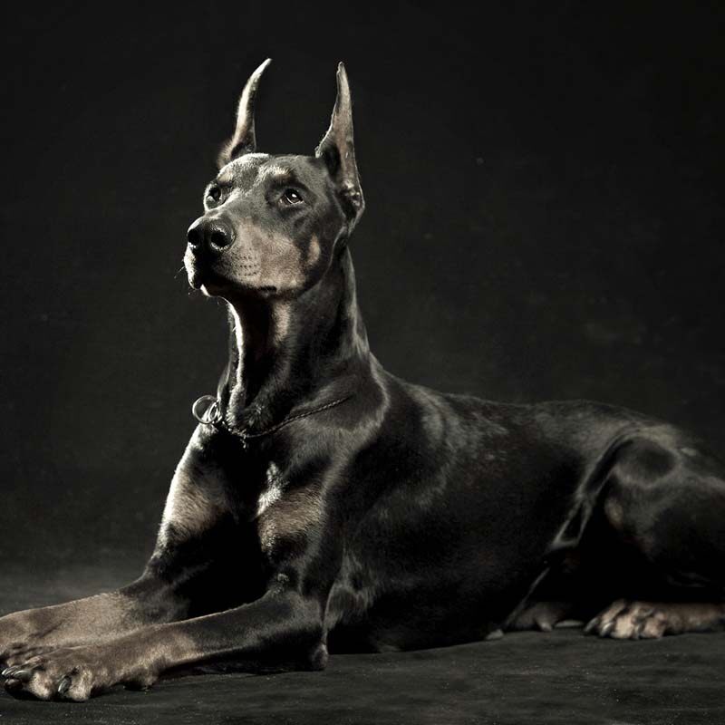 装饰画 杜宾犬贴画壁纸 大幅壁纸海报 贵族犬狗狗犬种宠物店贴图