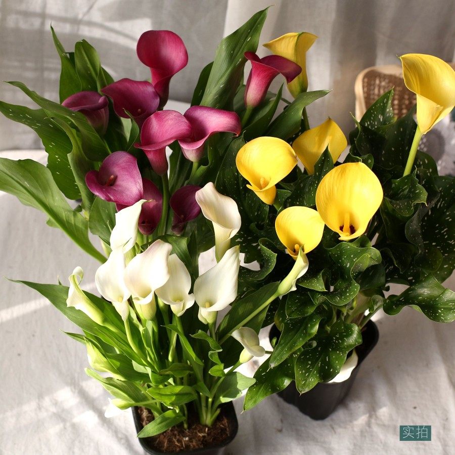 进口马蹄莲盆栽带花苞耐寒耐高温室内外好养黄色玫瑰红马蹄莲粉色