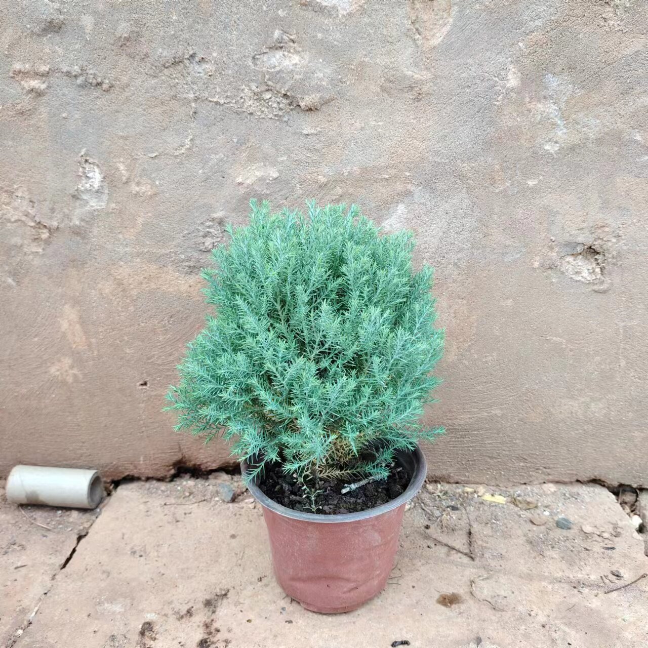 雾凇盆栽客厅办公桌面绿植小盆景净化空气四季常青易养活放青松