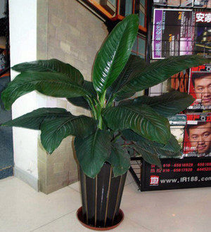 绿巨人盆栽室内客厅大型盆景植物绿植吸甲醛万年青大叶植物鸭脚木