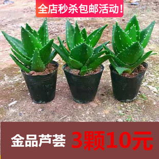 金品芦荟万重山不夜城芦荟多肉植物室内外盆栽植物花卉好养易成活