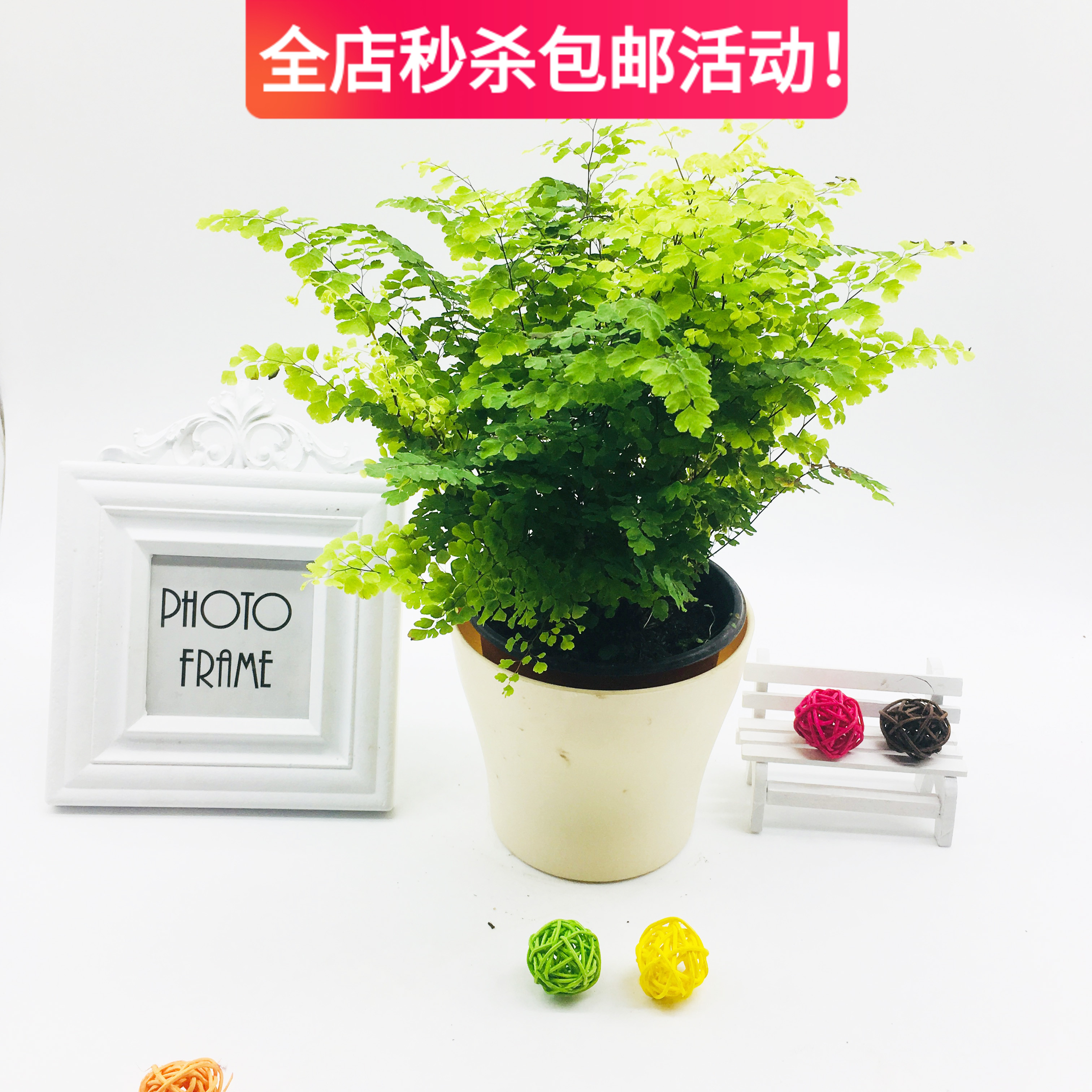 喜阴铁线蕨室内办公桌植物净化空气盆栽驱蚊植物吸甲醛花草防辐射