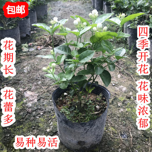 包邮浓香型老品种宝珠茉莉盆栽