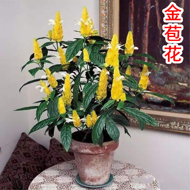 包邮金苞花盆栽室内外阳台庭院黄虾花珊瑚爵床黄色皇后黄金宝塔植