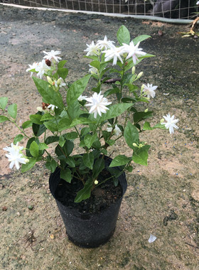 重瓣笔尖茉莉花浓香茉莉盆栽花旗长室内外阳台庭院绿植花卉易养活