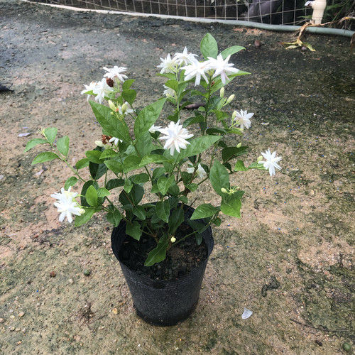 重瓣笔尖茉莉花浓香茉莉盆栽花旗长室内外阳台庭院绿植花卉易养活