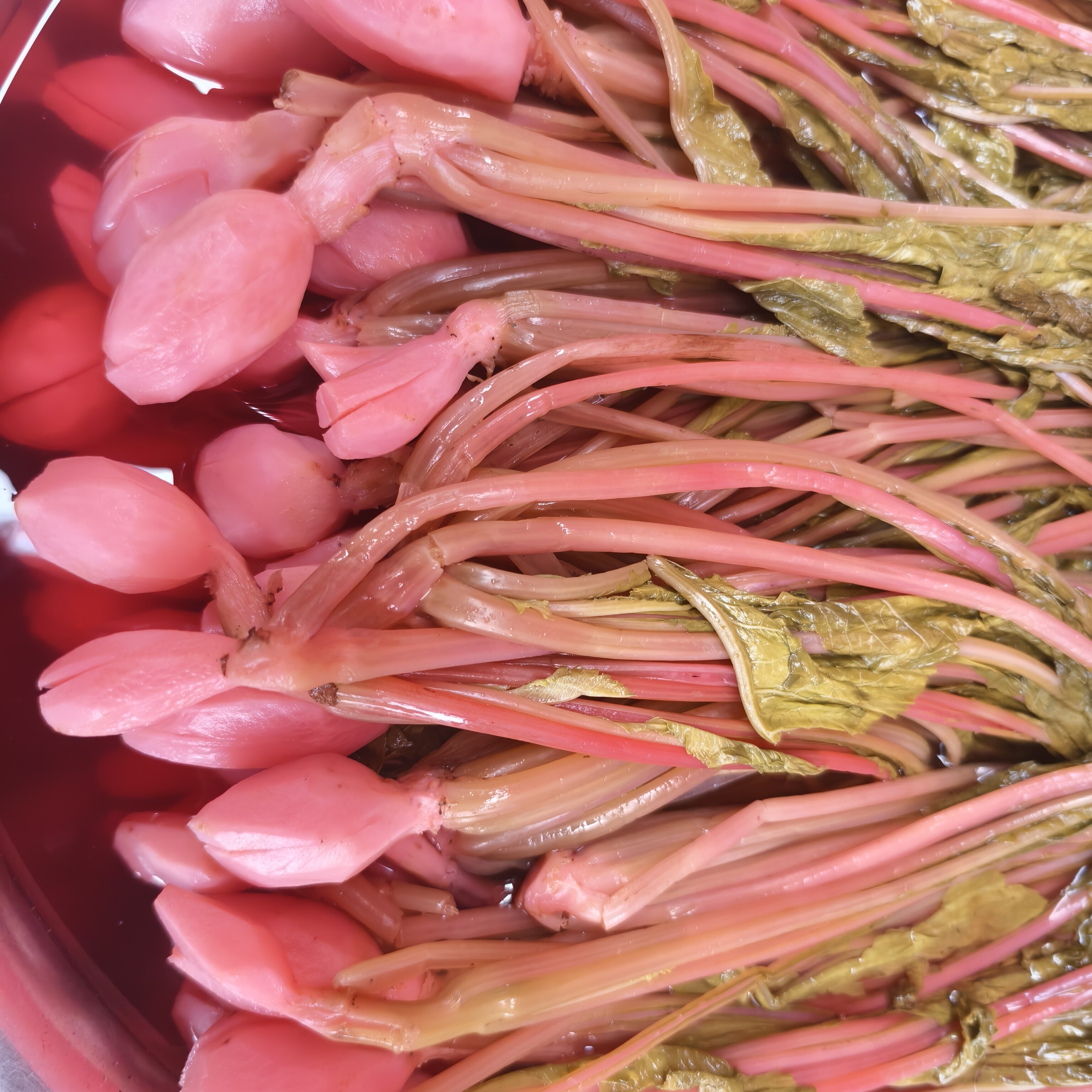 湖南省湘西土家族特色农家下饭菜招把菜农村萝卜酸 水酸菜 开胃菜