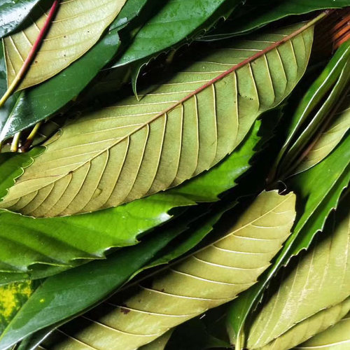 新鲜湘西包蒿草叶子粑粑叶猴栗树