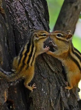 松shu幼儿鼠松花金鼠活体儿童稀罕小宠物温顺好养亲人栗花鼠