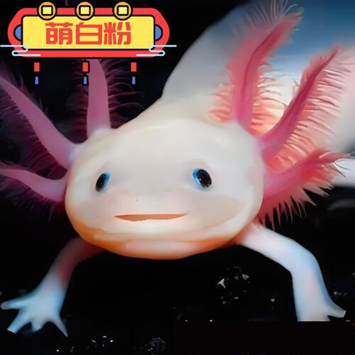 六角恐龙鱼冷水鱼蝾螈水族宠物活体六角龙淡水好养易活观赏网红鱼