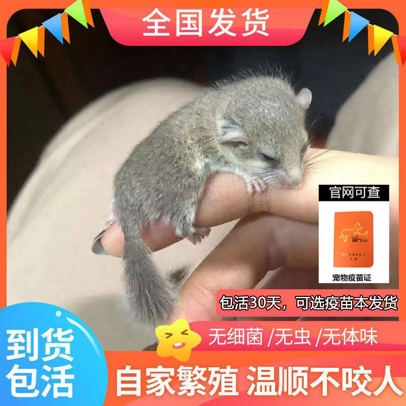 24小时极速发货已打疫苗30天包活