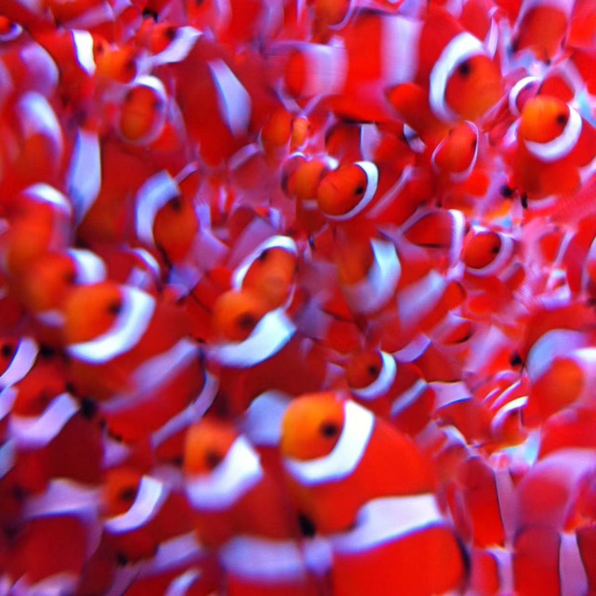 【鲜活包邮】澳洲黑公子 小丑鱼 海水观赏活鱼