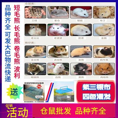 仓鼠批发紫仓三线银狐布丁鼠金丝熊活物花仓奶茶老公公婆婆鼠宝宝