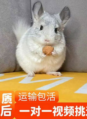 网红龙猫活体小宠物米色可爱幼崽