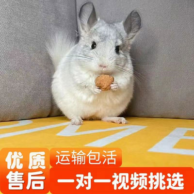 网红龙猫活体小宠物米色可爱幼崽