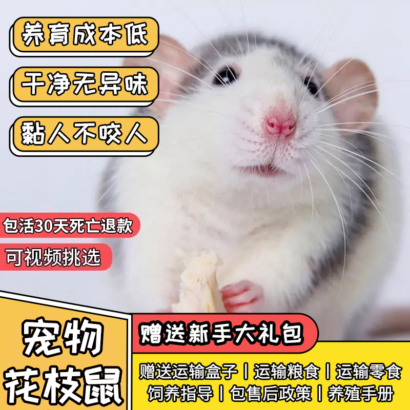 花枝鼠活体宠物幼崽亲人包邮包活