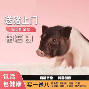 纯种泰国小香猪已打疫苗包活健康