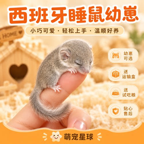 【包活到家】萌宠西班牙睡鼠