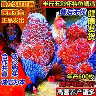 包邮 宠物鸡鱼鳞鸡批发活鸡家养下蛋鸡绿壳蛋已打疫苗 包活厂家直发