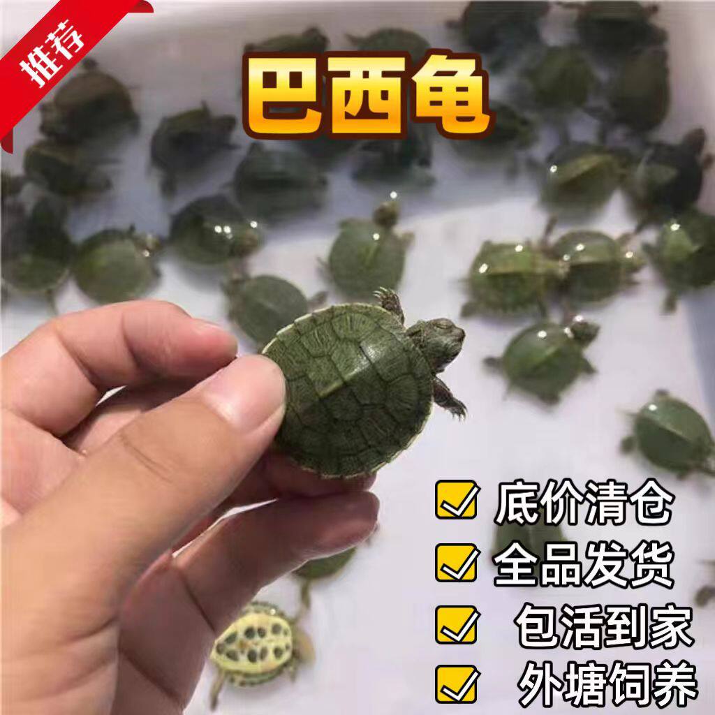 巴西龟苗 摆地摊爆款七彩龟外塘饲养小乌龟批发 健康活泼可爱包活