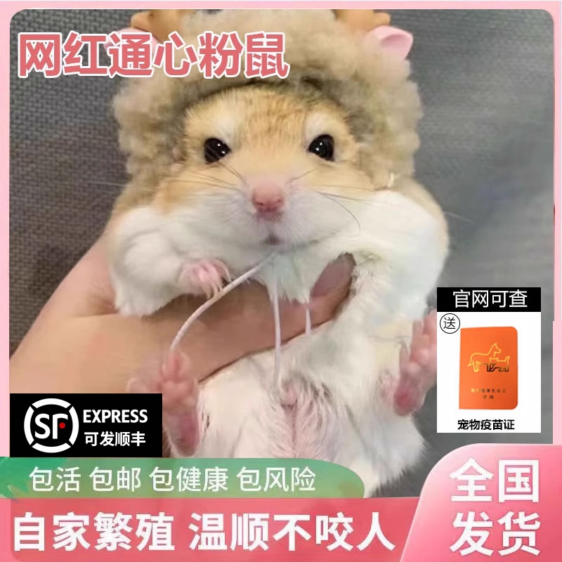 网红通心粉鼠萌宠活物北非肥沙鼠